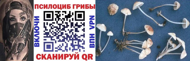 Купить закладки Краснослободск Псилоцибиновые грибы Cubensis